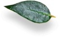 Background decoration leaf